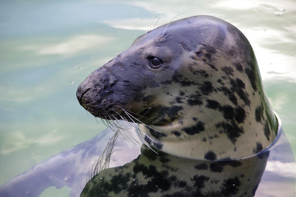 Seal Swimming In Ocean Photo Free Stock Photo - Public Domain Pictures Seal Swimming In Ocean Photo Free Stock Photo - Public Domain Pictures
