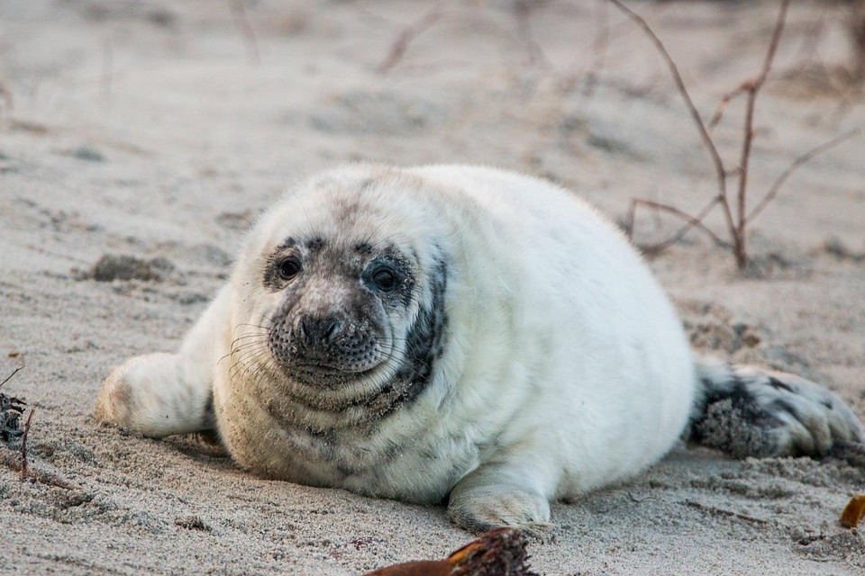 Ringed seal - Wikipedia Ringed seal - Wikipedia
