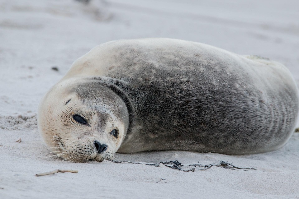 Grey Seal Free Stock Photo - Public Domain Pictures Grey Seal Free Stock Photo - Public Domain Pictures
