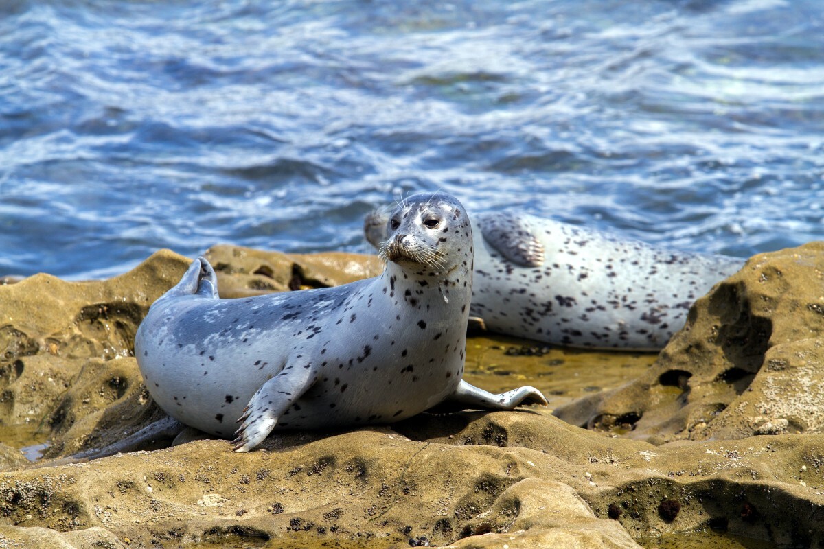 Free Images : sea, wildlife, fauna, seals, vertebrate, harbor seal ... Free Images : sea, wildlife, fauna, seals, vertebrate, harbor seal ...